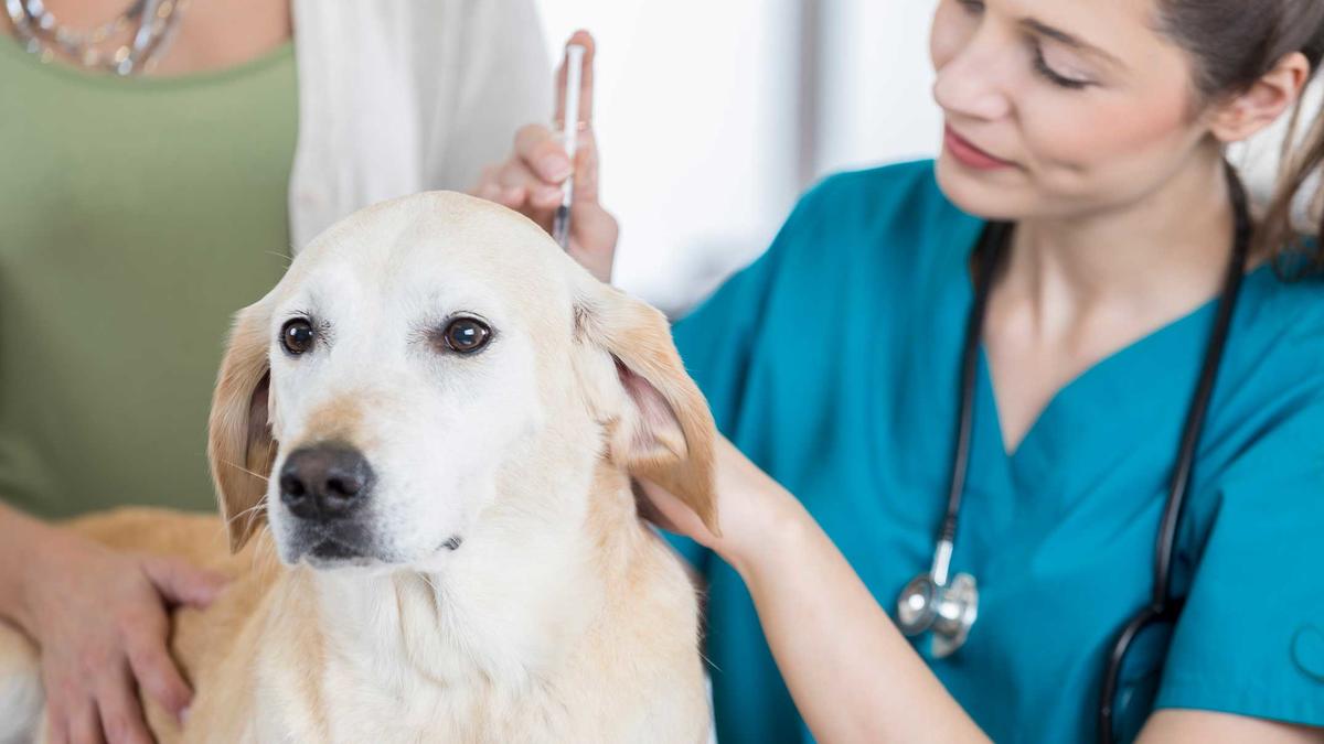 Hvornår skal hund vaccineres? |