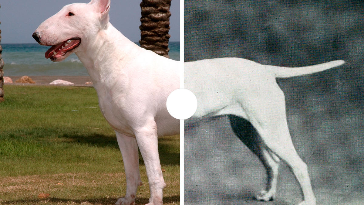 Hunde i fascinerende forandring: Mød 7 hunderacer, som de så ud 100 år siden Samvirke