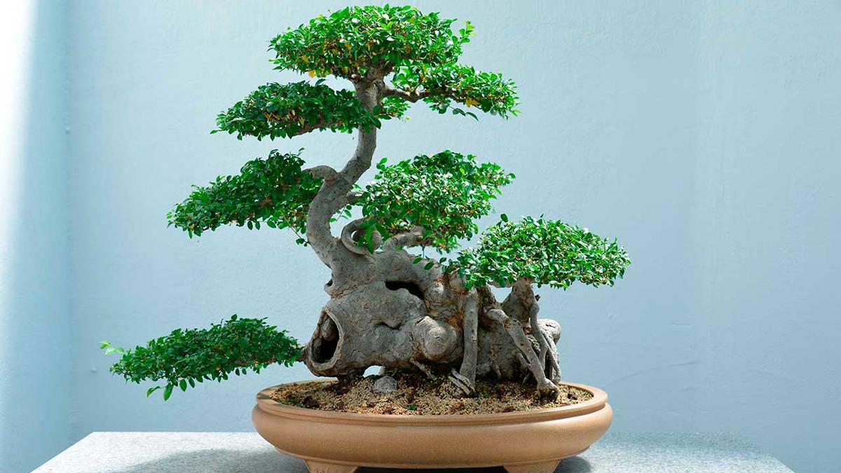 Tigge Gud Stramme Guide: Sådan får du det perfekte bonsaitræ | Samvirke