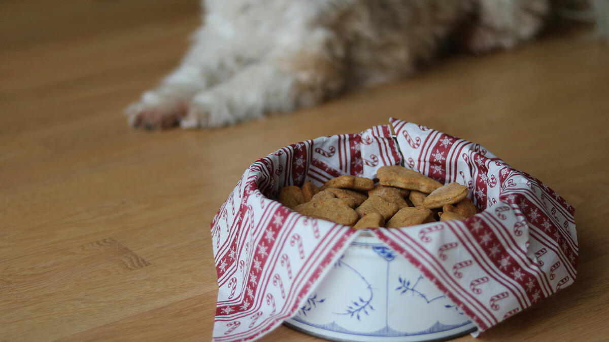 Hjemmelavede Hundekiks I Juleudgaven | Samvirke