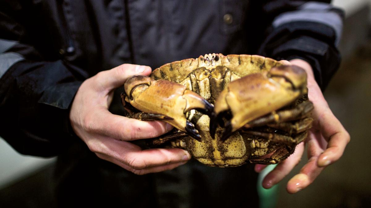 7 ting ikke vidste om krabber | Samvirke