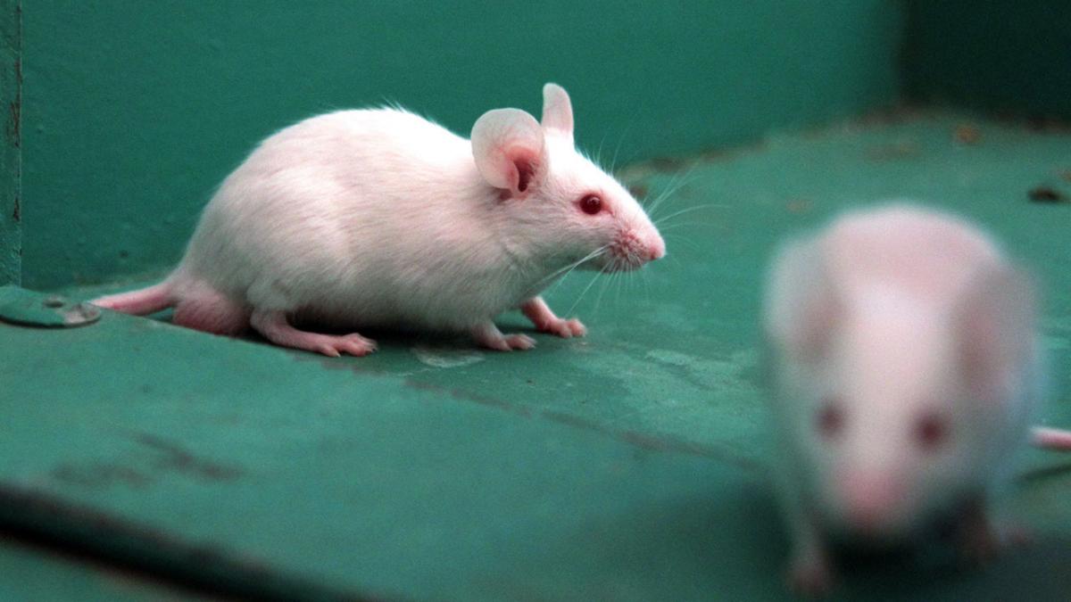duft fortvivlelse praktiserende læge Kan chokolade lokke mus i en musefælde? | Samvirke