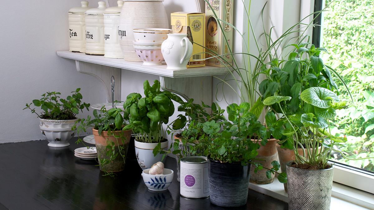 7 gode råd at dyrke en indendørs køkkenhave | Samvirke