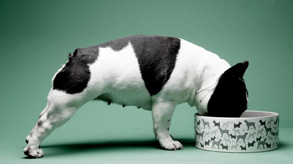 Det koster 187.000 kroner at have hund Samvirke