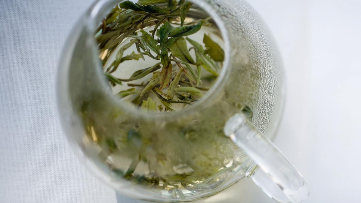 Skal vandet til grøn te altid være kogt, det afkøles? | Samvirke