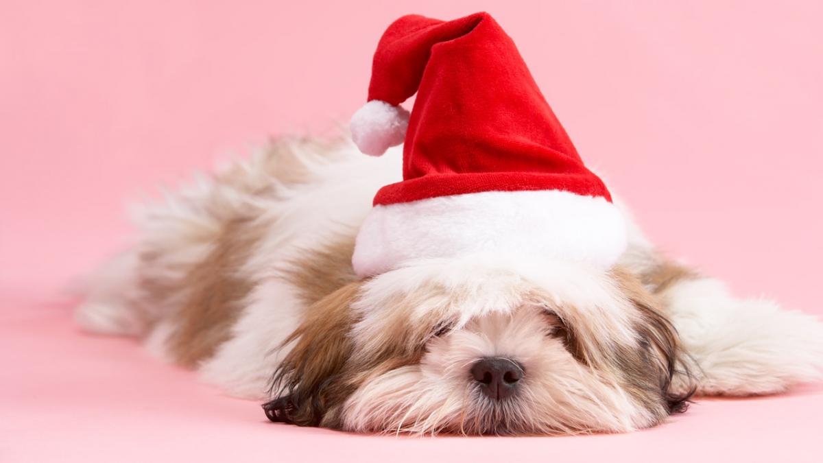 manuskript budbringer Forberedelse Sådan får du hunden sikkert gennem julen | Samvirke
