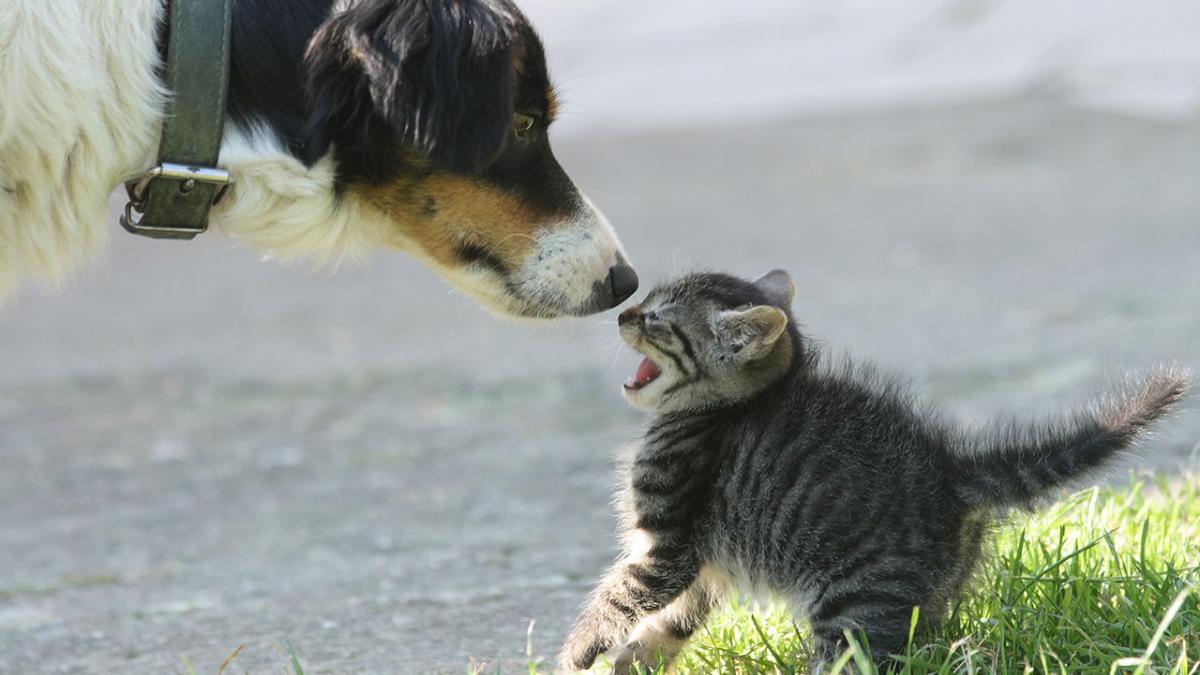 gys tank lemmer Sådan får du din hund og kat til at enes | Samvirke
