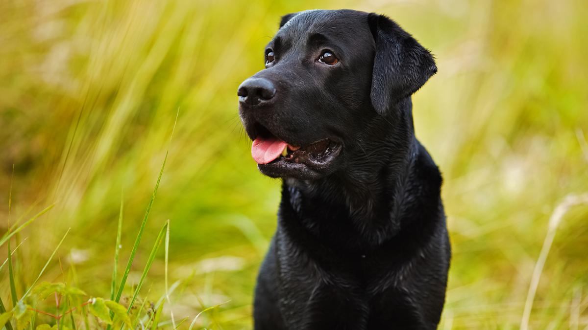 Alert Kælder Forslag 10 populære hunderacer: Hvilken hunderace passer til dig? | Samvirke