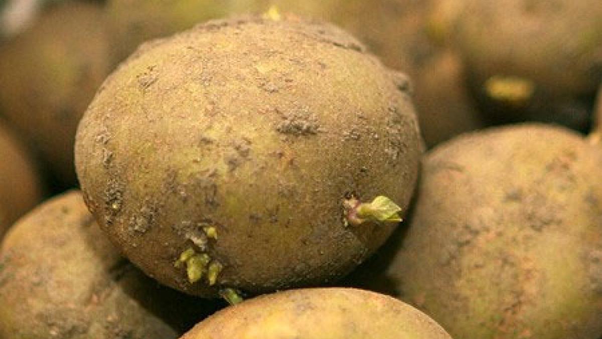 Sådan gør du klar til kartofler Samvirke