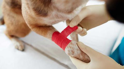 til din hund: Hvis hunden har skåret | Samvirke