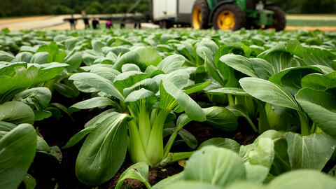 Pak choi på marken