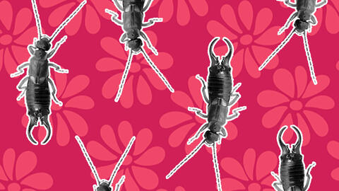 ørentviste på pink baggrund