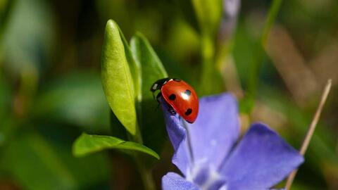 mariehøne på blomst