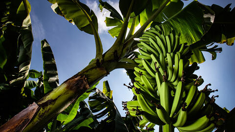 Grønne bananer i klaser 