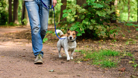 gåtur i skov med hund
