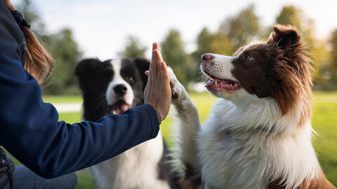 Hund giver highfive 