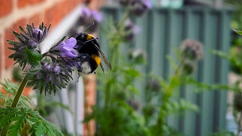 Bi suger nektar fra blomst 