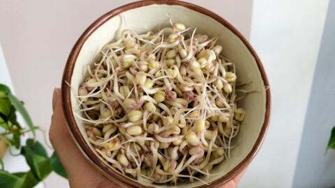 Mungbønne spirer i skål