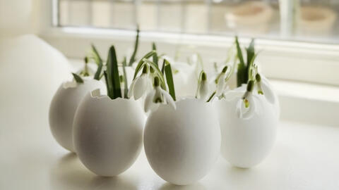 Krans af æg til påske med vintergækker