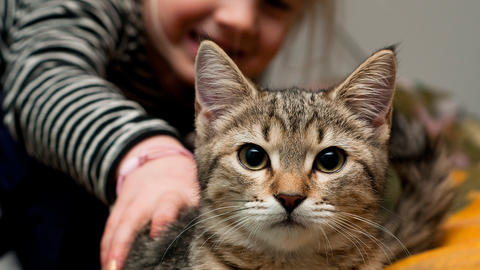 hurtig misundelse Næsten død Hjælp din kat gennem nytåret | Samvirke
