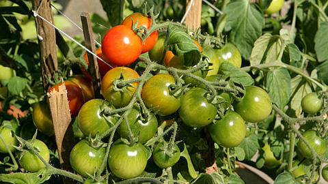 Se artikler råd om tomater Læs det hele på Samvirke