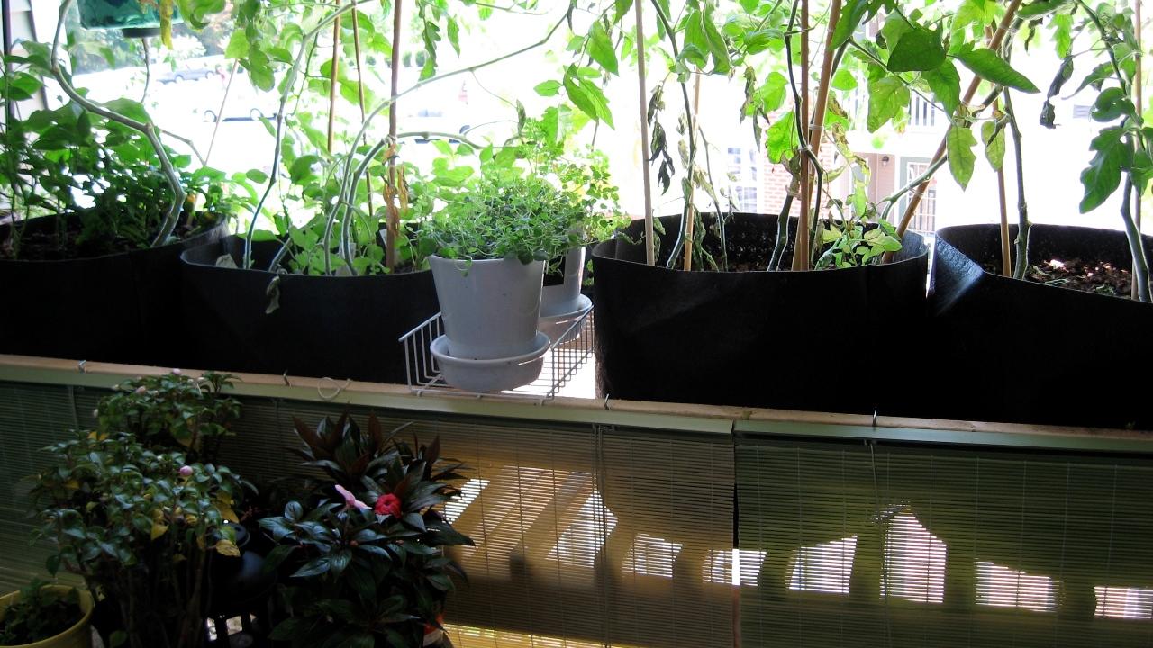 Sådan frø og kerner til at gro indendørs | Samvirke