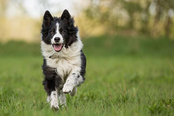 ubehagelig Forbyde Summen Tips til at løbe med din hund | Samvirke