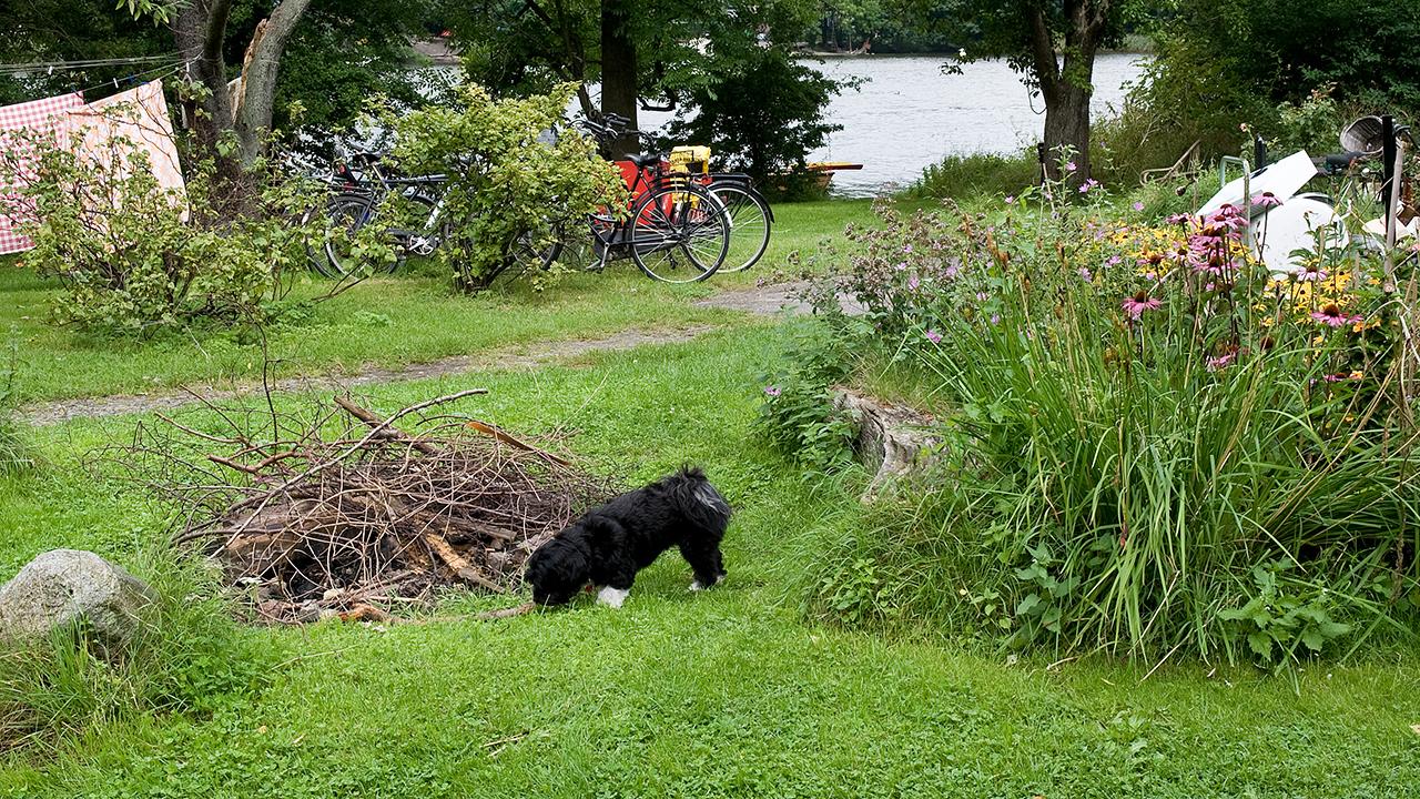 5 gode råd til holde hund i haven Samvirke