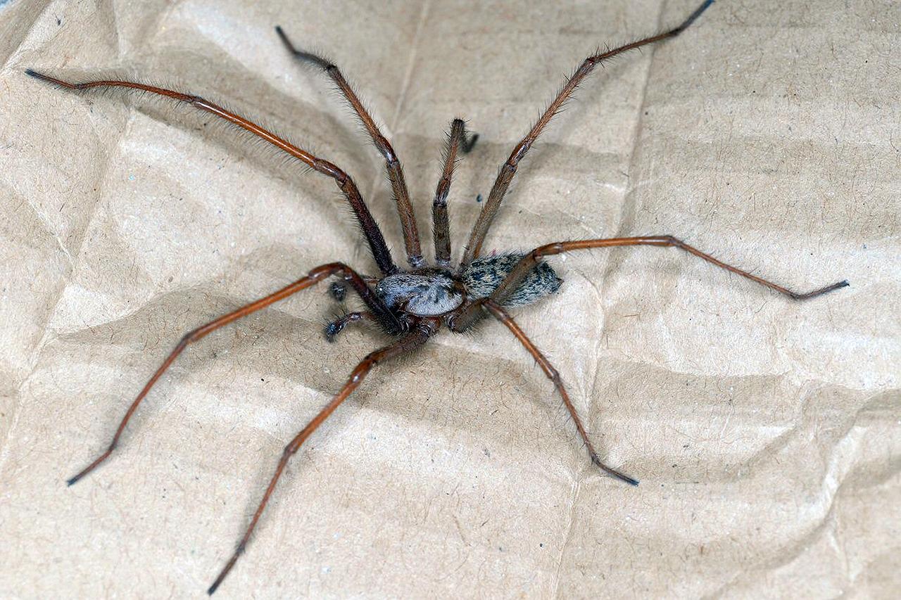 Edderkopper huset - mød af dem her | Samvirke