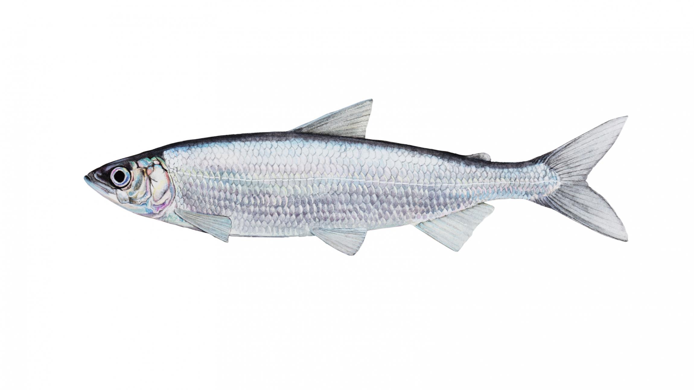 9 sjældne fisk, du (stadig) kan se i Danmark Samvirke