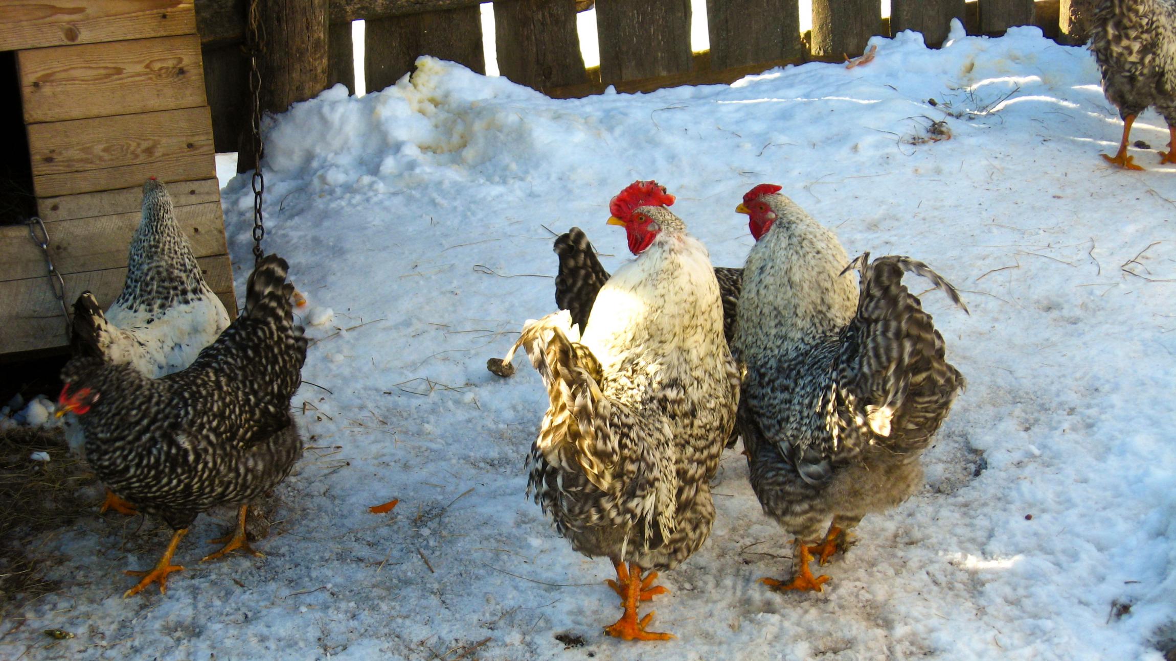 Nogle høns går rundt i en hønsegård, hvor der ligger sne