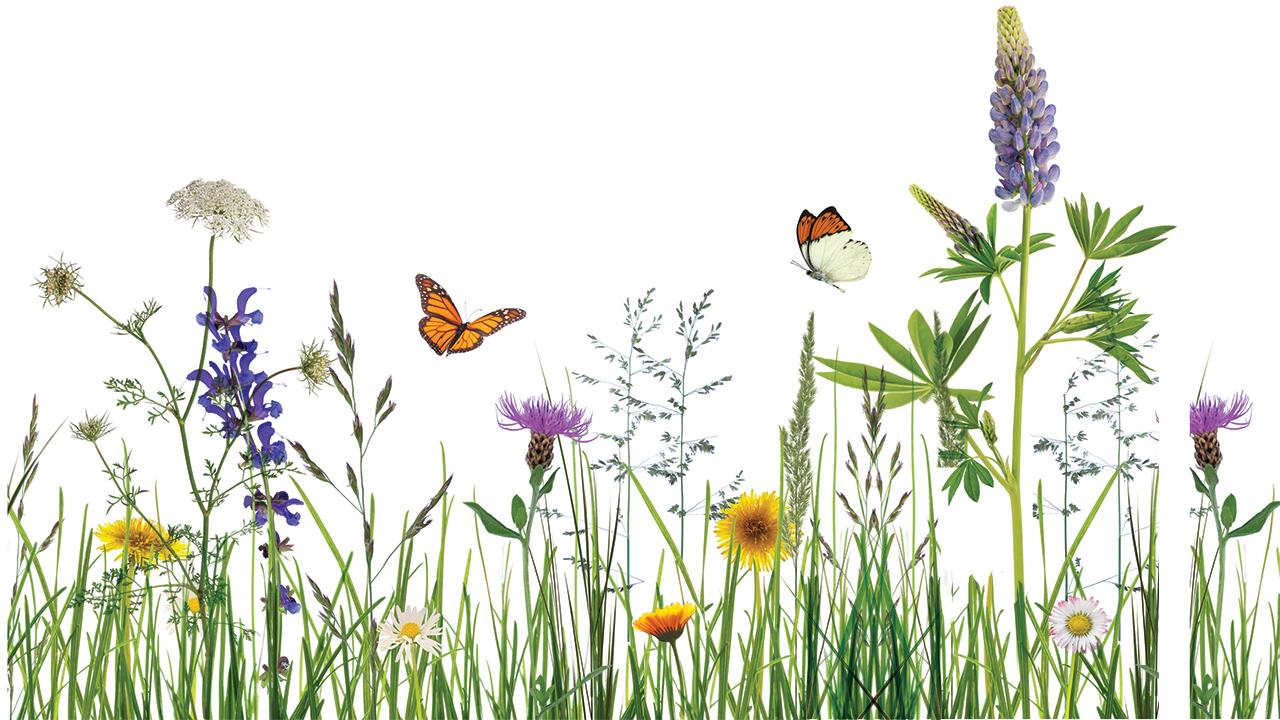 Illustration af dansk mark med sommerfugle