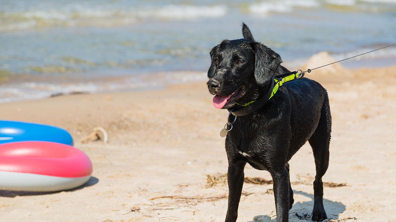 Pløje Rede Sympatisere Hold hunden i snor på stranden i sommerhalvåret | Samvirke