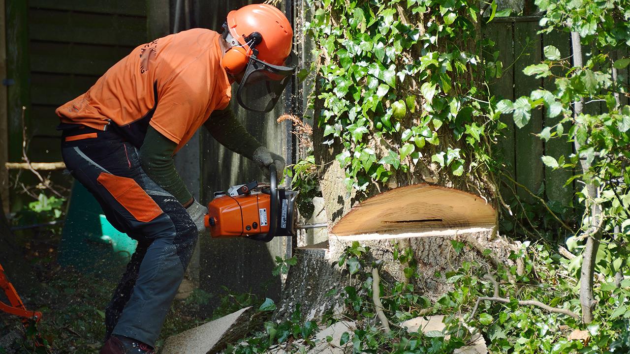 Mand med orange sikkerhedshjelm fælder egetræ