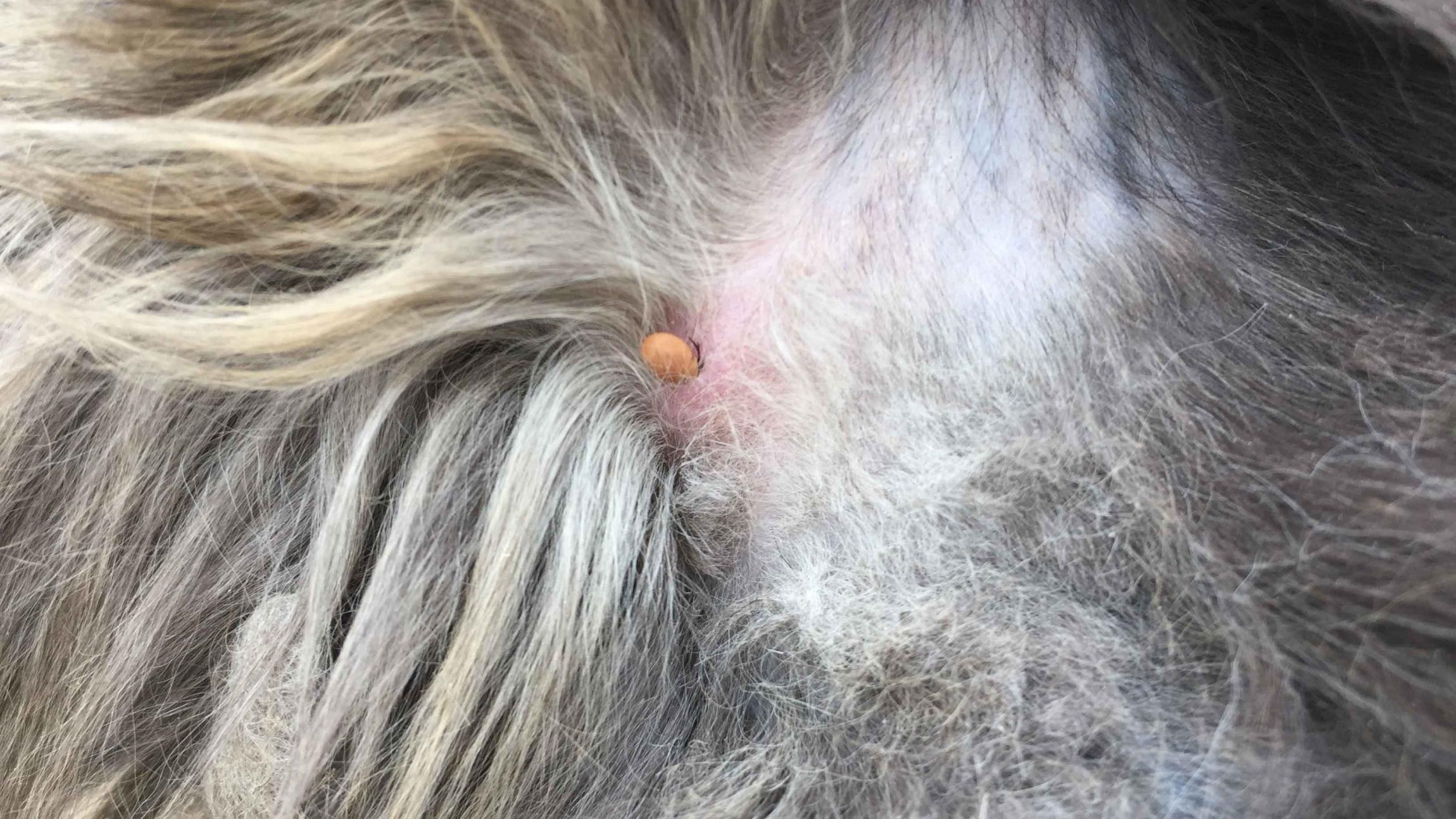 En flåt, der har bidt sig fast i huden på en hund. 