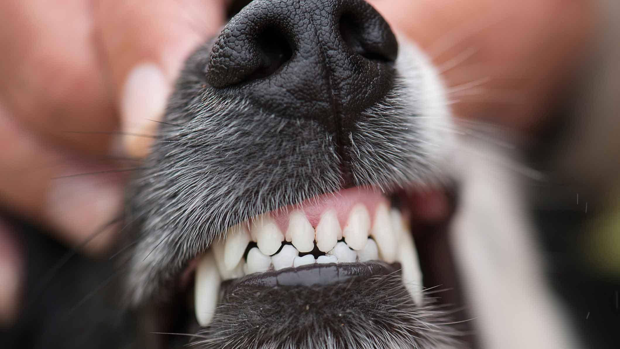 фото молочных зубов у щенка