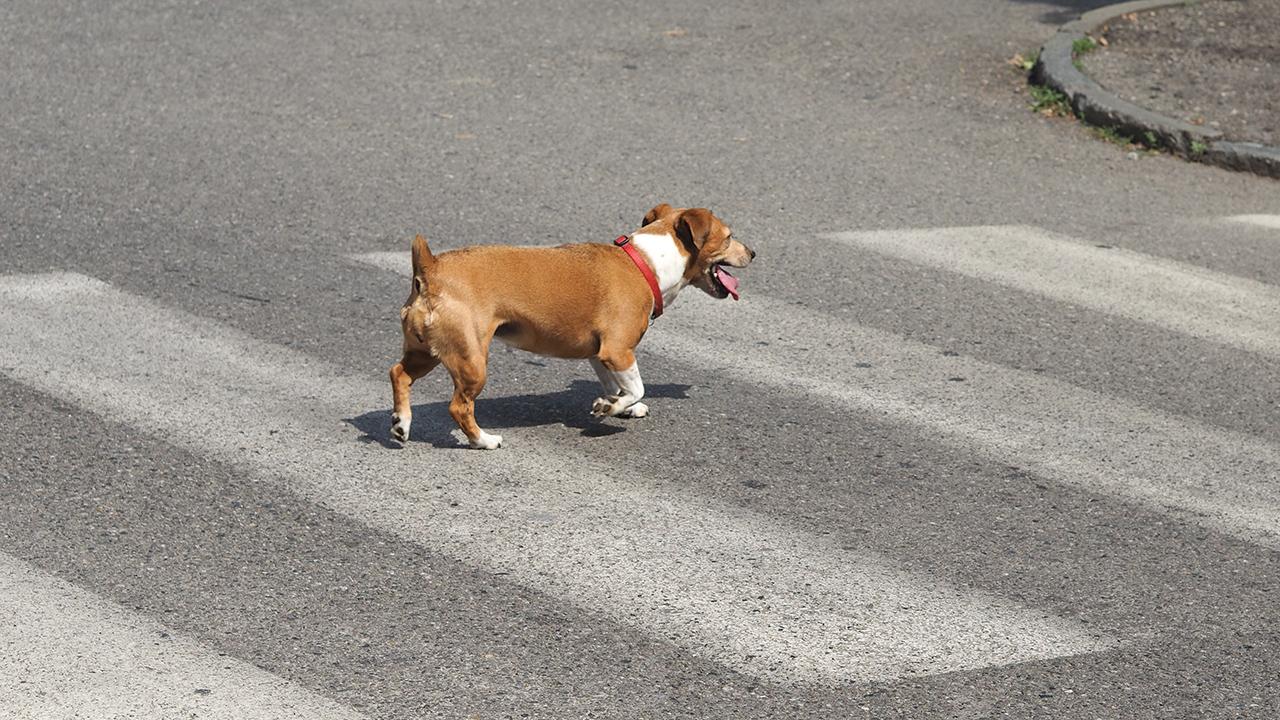 Skal man stoppe en hund, men køre ned? | Samvirke