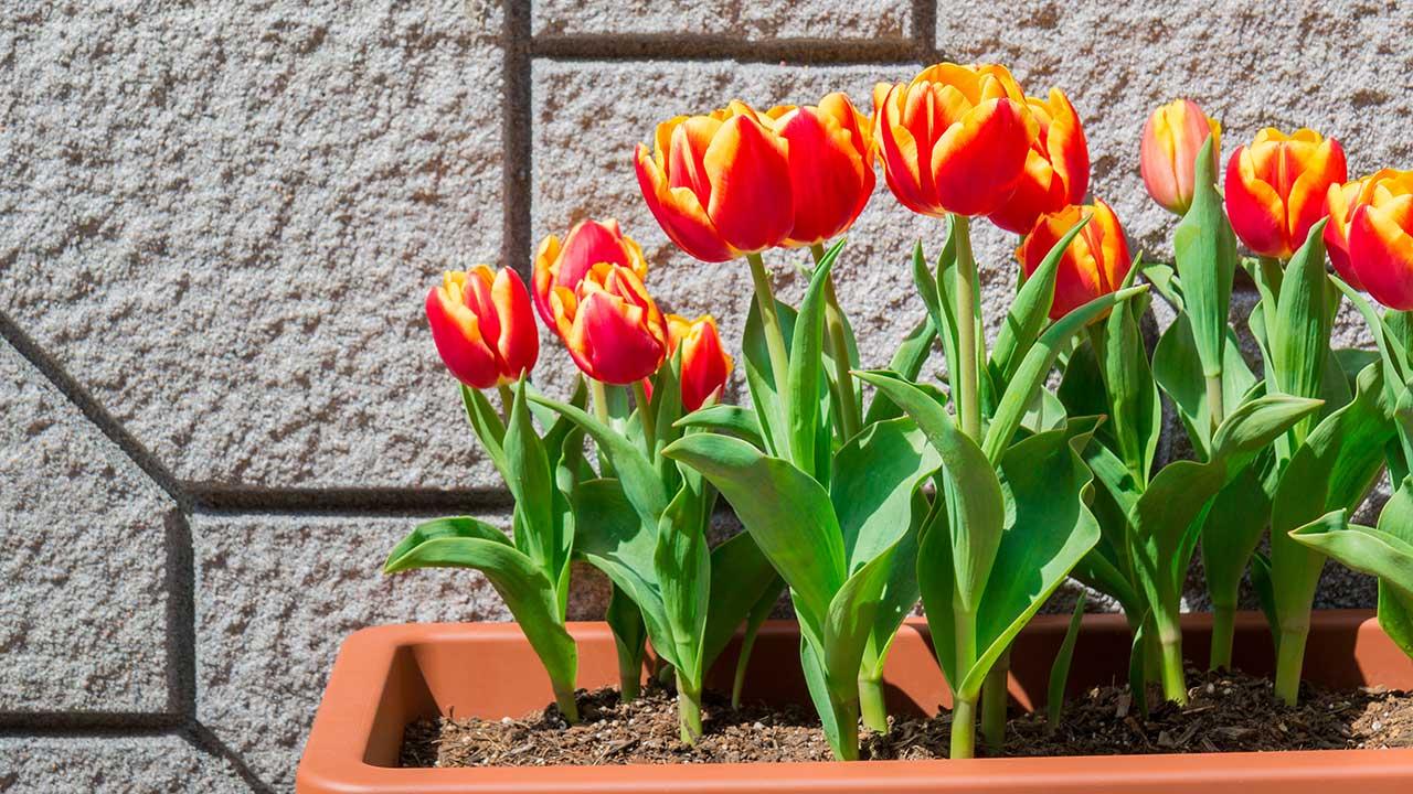 Sådan får du tulipaner dine og altankasser | Samvirke