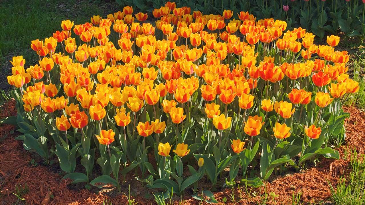 Sådan du tulipaner i haven - læg løg i efterået | Samvirke