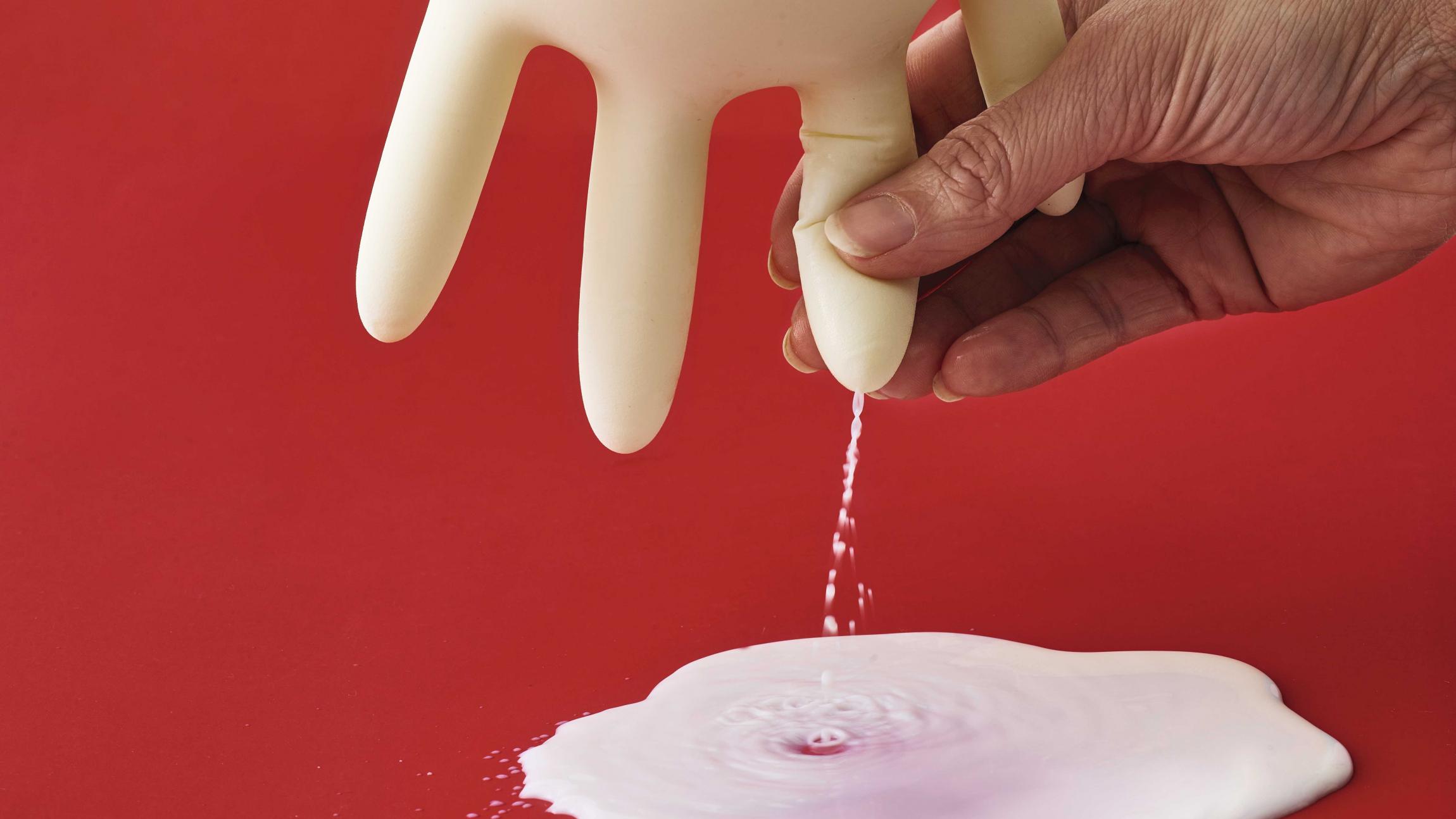 Mælk i en plastikhandske bliver malket ud af hånd