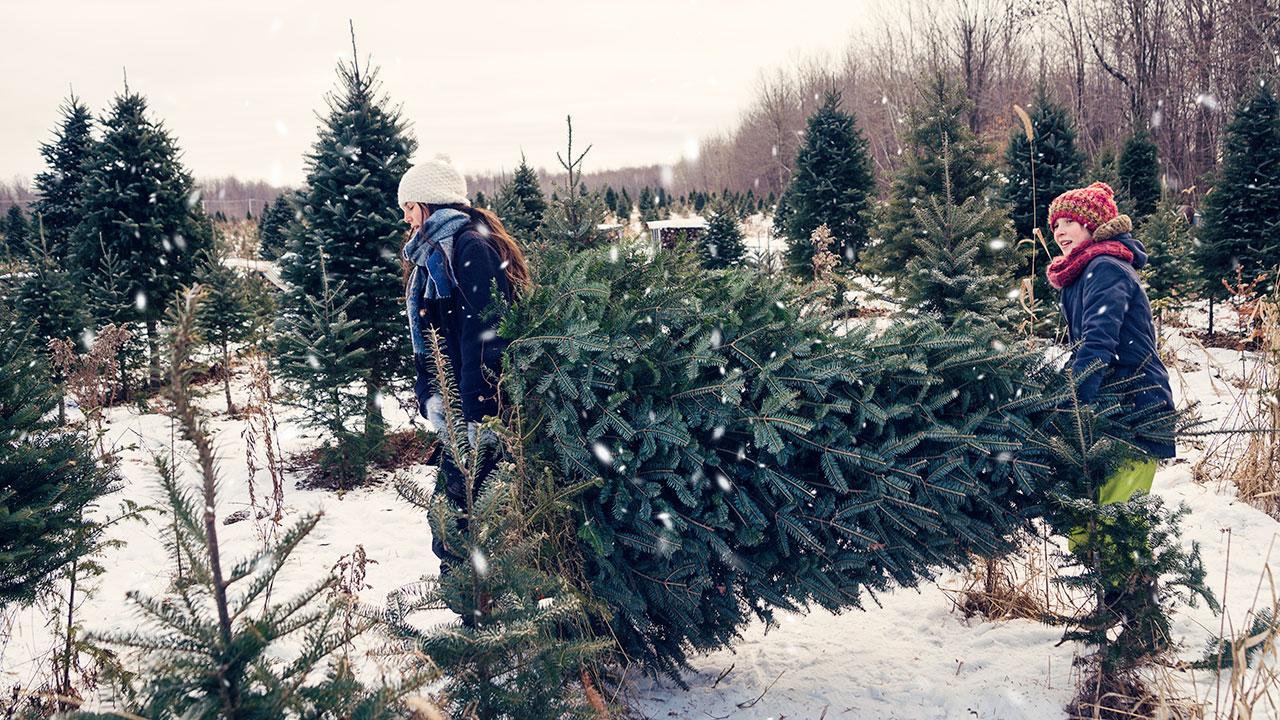 To børn bærer et juletræ i snevejr