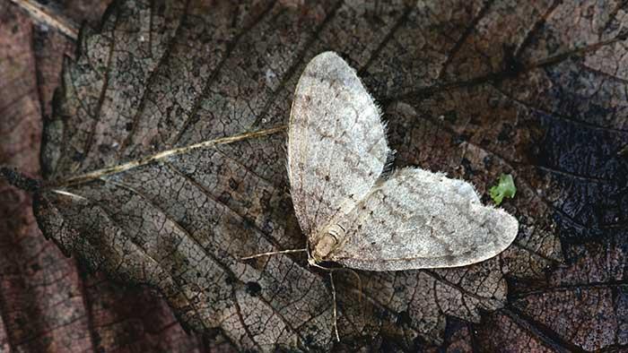Lille frostmåler - en af de sommerfugle, der påvirkes af kunstigt lys