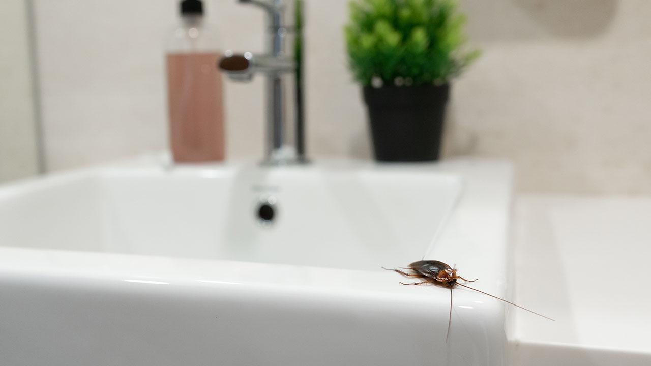 Kakerlak på håndvask