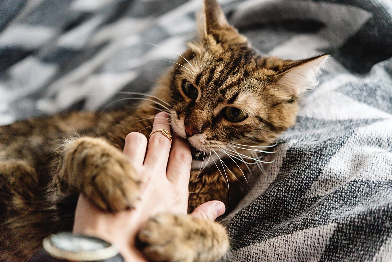 kat der bidder i en hånd