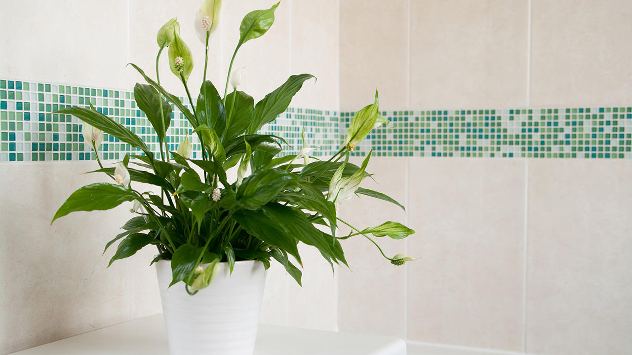 impressionisme myndighed Transportere 10 planter, der klarer sig godt på badeværelset | Samvirke