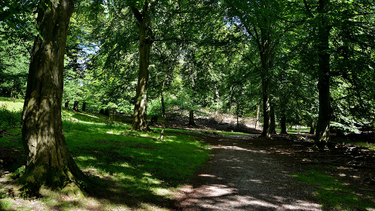 Stokkebjerg Skov nær Holbæk