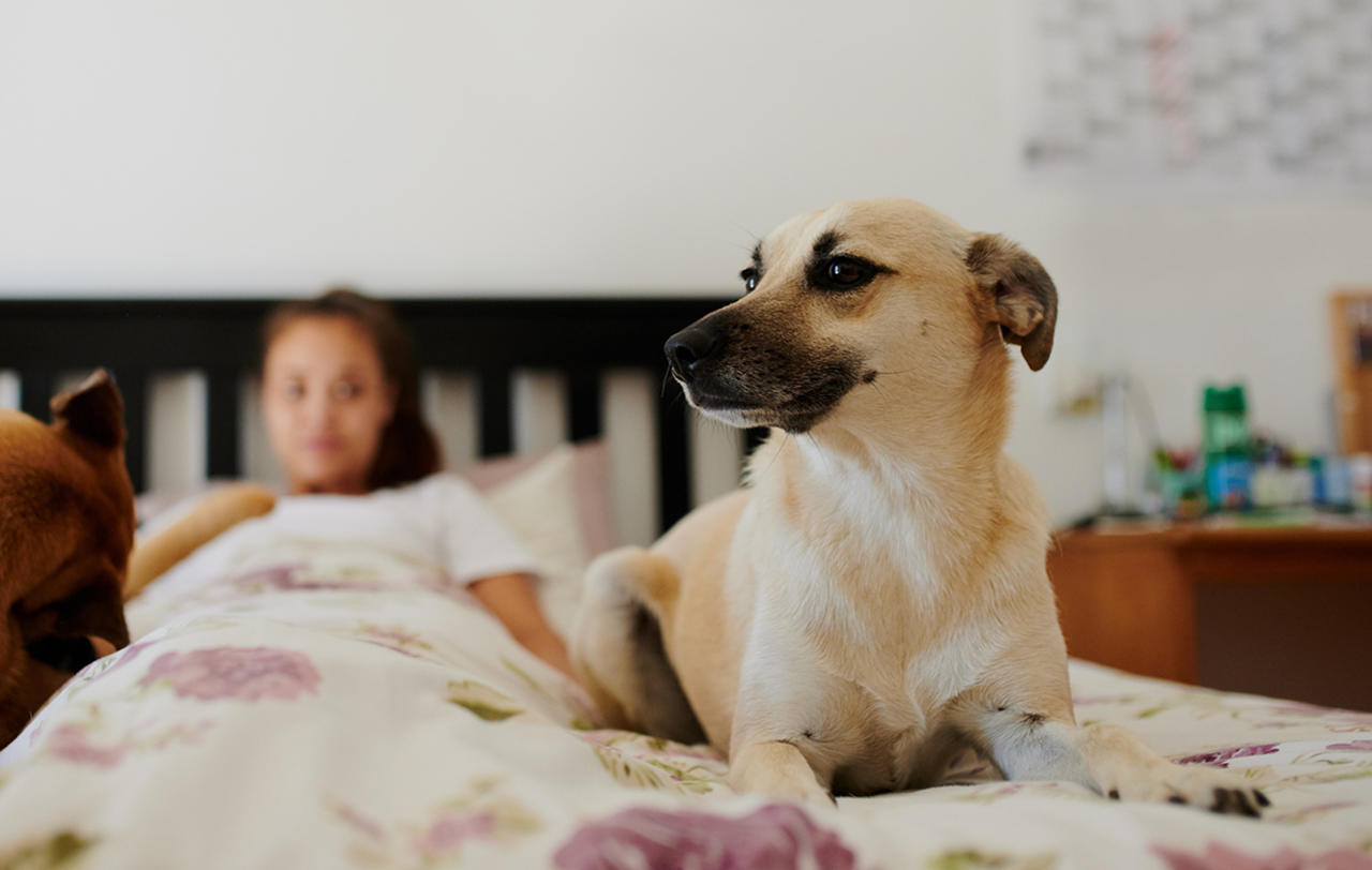 Er kæledyr i sengen idé? | Samvirke