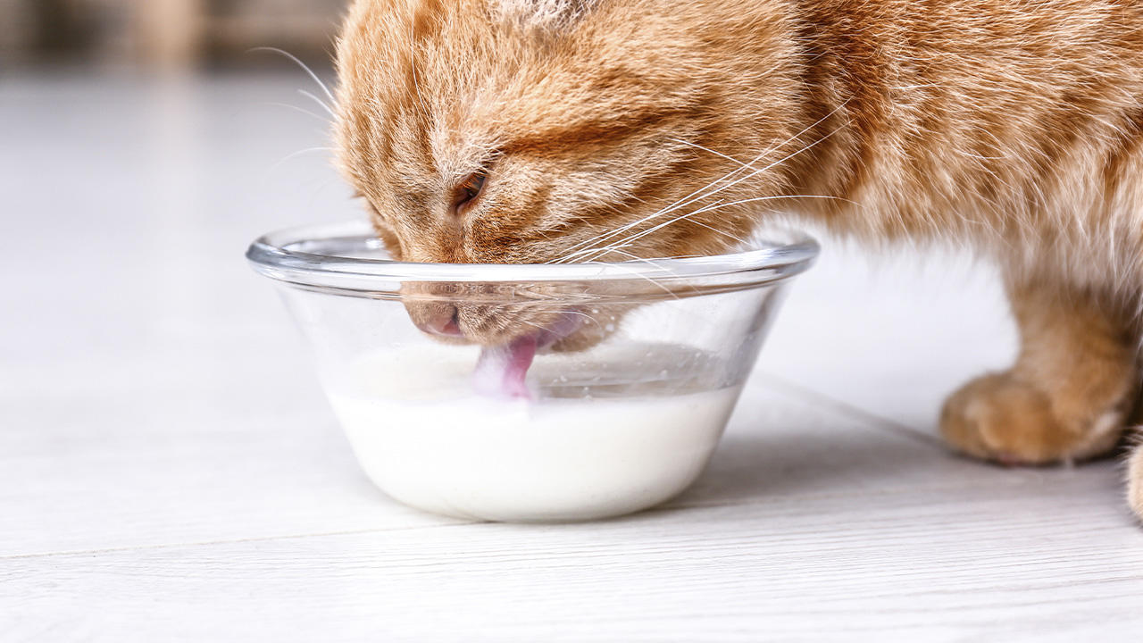 nøgle Laboratorium Resultat 10 madvarer, du ikke må give din kat | Samvirke