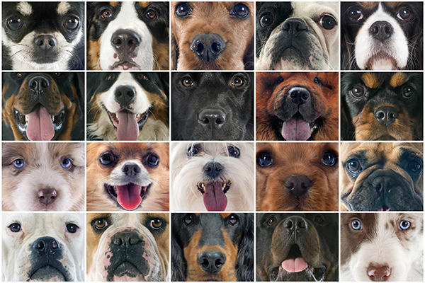 svinge to hældning 10 populære hunderacer: Hvilken hunderace passer til dig? | Samvirke