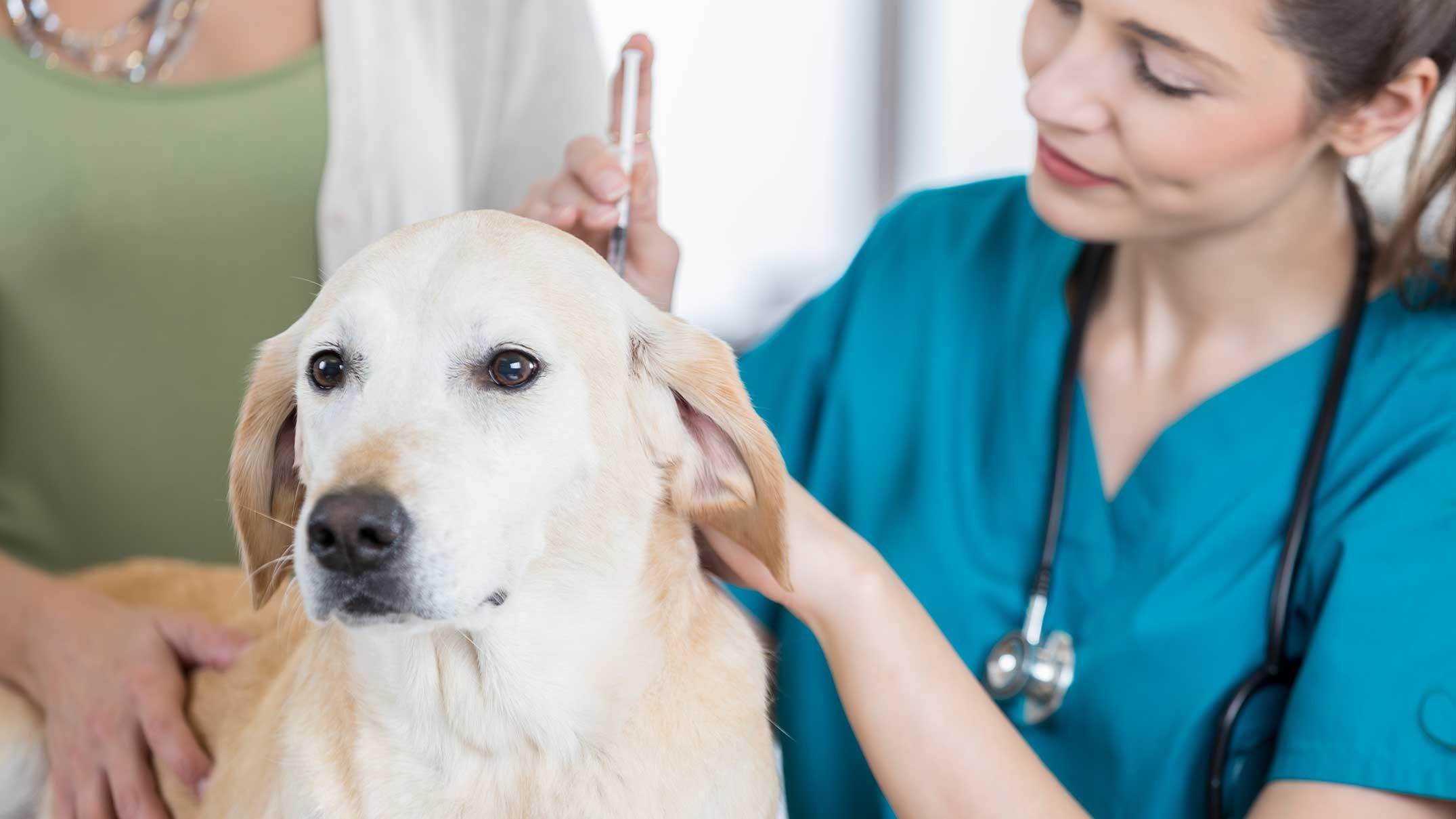 musikalsk I udlandet undertrykkeren Hvornår skal min hund vaccineres? | Samvirke